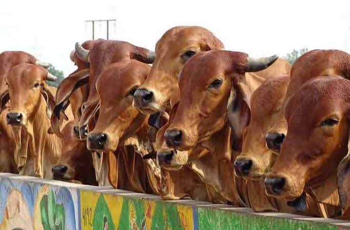 Is Dairy Business Profitable in India