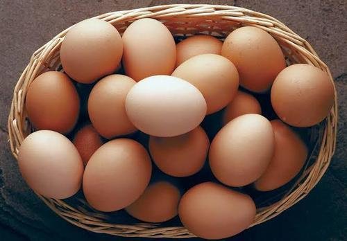 Is Egg Business Profitable in India
