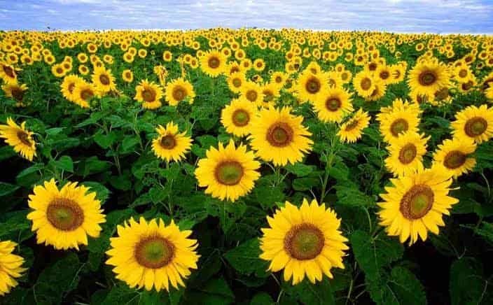 Is Flower Business Profitable in India
