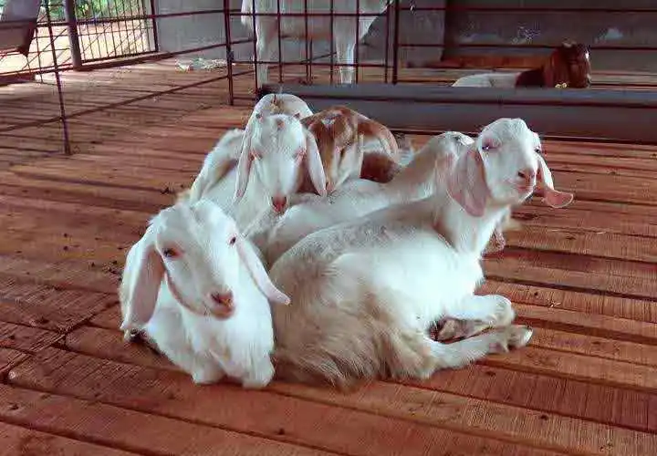 Is Goat Business Profitable in India