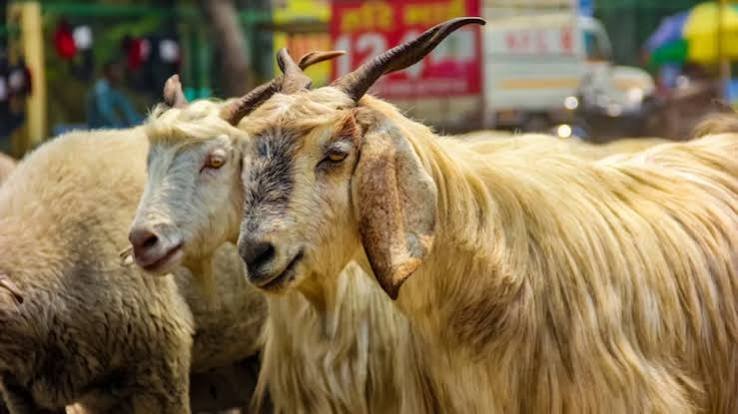 Is a Goat Farming Business Legal in India